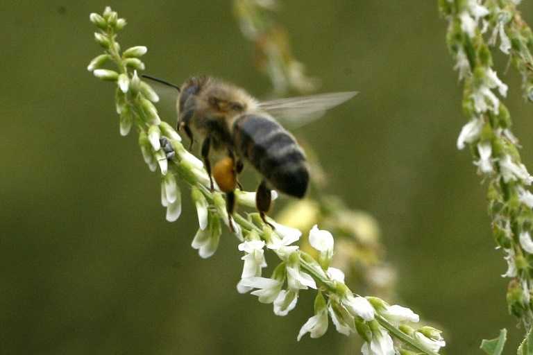 COP16: les chiffres clés sur l'état alarmant de la nature dans le monde